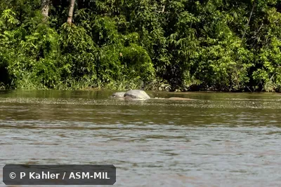Formerly in order Cetacea.  Also as Brazilian Dolphin|Gray River Dolphin.