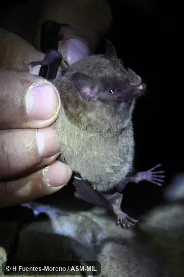 Formerly Glossophaga soricina handleyi, Pallas's Long-tongued Bat.