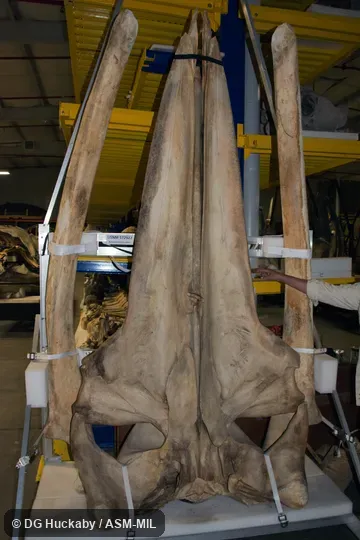 Ventral view of skull and dentary of USNM 572922, stranded in USA, North Carolina, New Hanover Co. (34.07 N, 77.88 W) on 13 March 2003.  Formerly in order Cetacea.  Formerly part of Balaenoptera edeni.  Also as Gulf of Mexico Whale.