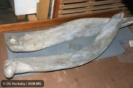 Lower jaws.  Formerly in order Cetacea.  Formerly in Neobalaenidae.  Also as Western Australian Whale.
