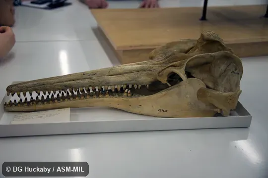 Left lateral view of skull and lower jaw.  Formerly in order Cetacea.  Also as Boto, Bufeo, Pink River Dolphin.