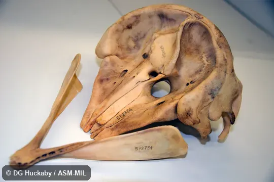 Anterodorsal view of skull and lower jaw.  Formerly in order Cetacea.  Formerly in Physeteridae.  Also as Owen's Pygmy Whale|Snub-nosed Cachalot.