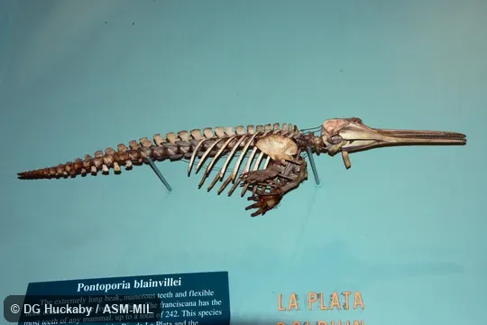 Right lateral view of mounted skeleton.  Formerly in order Cetacea.  Formerly in Iniidae.  Also as La Plata River Dolphin.