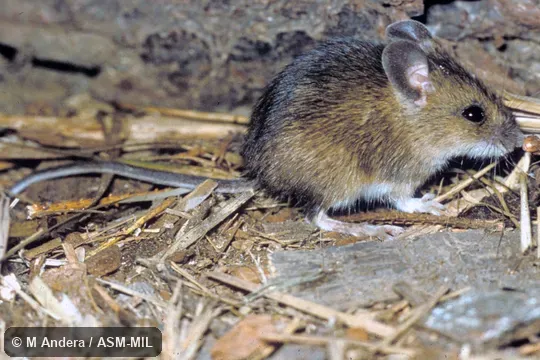 Side view.  Also as Small Wood Mouse|Wood Mouse.