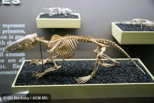 Left lateral view of skeleton.    Formerly Soricomorpha.  Formerly Solenodon cubanus.  Also as Almiqui.