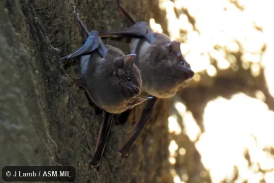 Also as Coastal Tomb Bat|Little Sheath-tailed Bat|North-eastern Sheath-tailed Bat|Southern Sheath-tailed Bat.