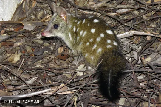 Foraging in Brown Mallet (Eucalyptus astringens) woodland.  Chuditch, Western Native Cat
