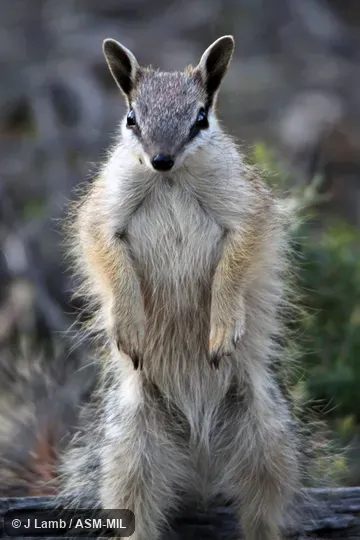 Alert pose.  Also as Banded Anteater, Marsupial Anteater.