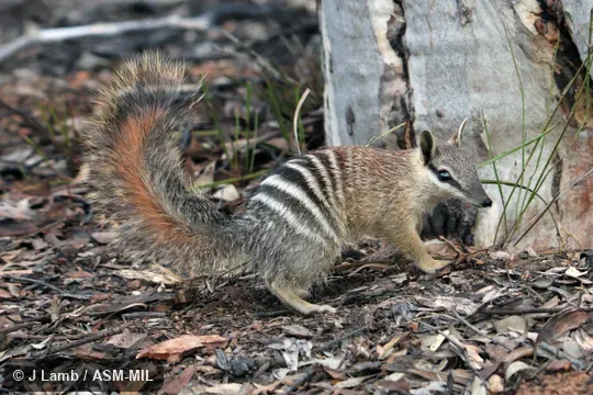 At entrance to den.  Also as Banded Anteater, Marsupial Anteater.