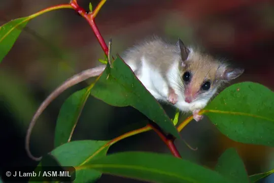 Attracted to flowering heath. Also as Southwestern Pygmy Possum|Elegant Dormouse Opossum|Lesser Dormouse-phalanger. Attracted to flowering heath. Also as Southwestern Pygmy Possum|Elegant Dormouse Opossum|Lesser Dormouse-phalanger.