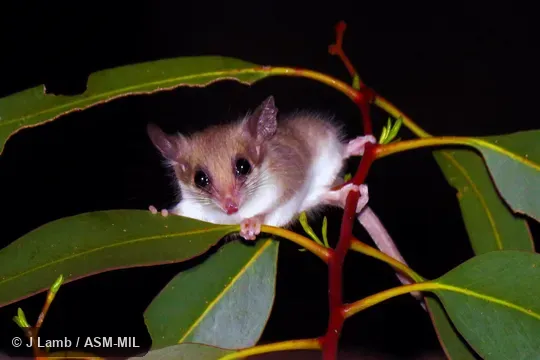 Attracted to flowering heath.  Also as Southwestern Pygmy Possum, Elegant Dormouse Opossum, Lesser Dormouse-phalanger.