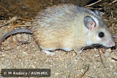 Side view.  Also as Cairo Spiny Mouse · Egyptian Spiny Mouse · Greater Wilfred's Mouse.