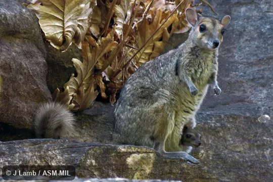 With Joey.  Also as Burbridge's Rock Wallaby.