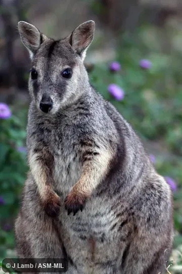Also as Plain Rock Wallaby.