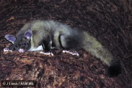 Feeding in Red Mahogany (Eucalyptus resinifera).  Also as Bellied Glider, Fluffy Glider.