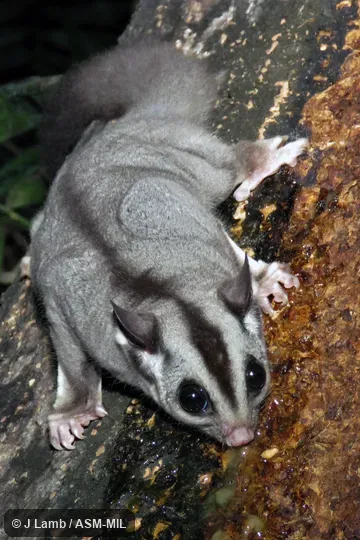Also as Lesser Flying Phalanger, Lesser Flying Squirrel, Lesser Glider, Short-headed Flying Phalanger, Sugar Squirrel, Tasmanian Sugar Glider.