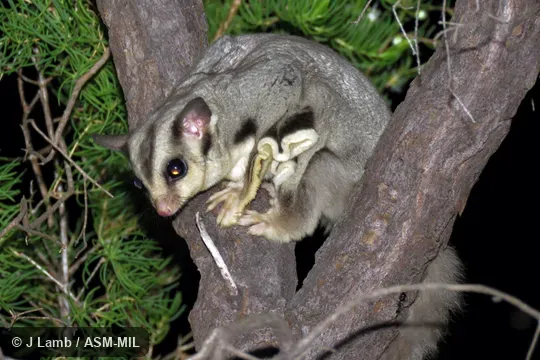 Feeding in Tree Featherflower (Verticordia cunninghamii).  Also as Lesser Flying Phalanger, Lesser Flying Squirrel, Lesser Glider, Short-headed Flying Phalanger, Sugar Squirrel, Tasmanian Sugar Glider.
