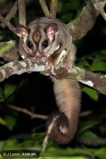 Also as Ebony Glider, Slender-tailed Glider.