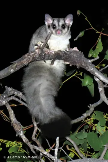 Also as Squirrel Flying Phalanger.