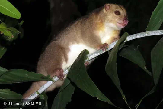 Also as Australian Common Cuscus.