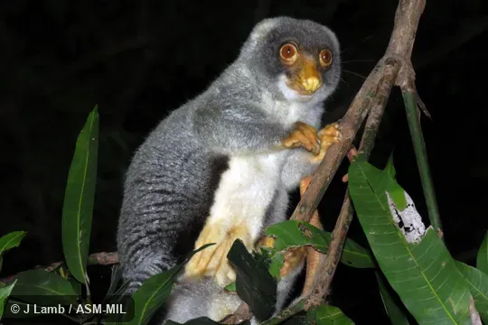 Formerly Spilocuscus maculatus nudicaudatus, Common Spotted Cuscus.