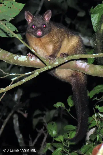 Also as Coppery Brushtail.