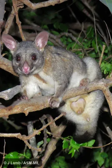Also as Common Brushtail, Silver-grey Possum.