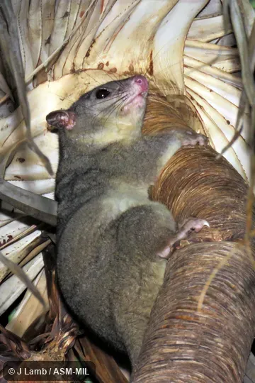 Also as Scaly-tailed Phalanger|Wyulda.