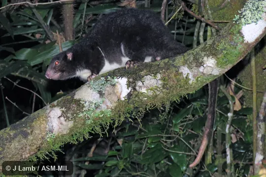 Also as Herbert River Ringtai.