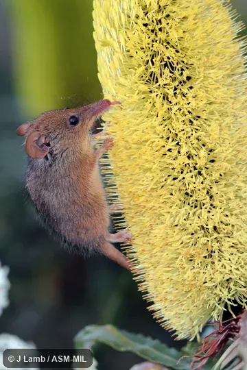 Feeding on nectar of Candlestick Banksia (Banksia attenuata) flower.  Also as Noolbenger, Honey Mouse.