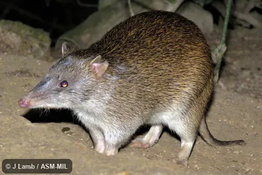 Also as Brindled Bandicoot, Giant Brindled Bandicoot, Large Northern Bandicoot, Northern Short-nosed Bandicoot.