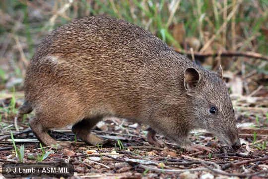 Also as Brown Bandicoot, Southern Short-nosed Bandicoot.