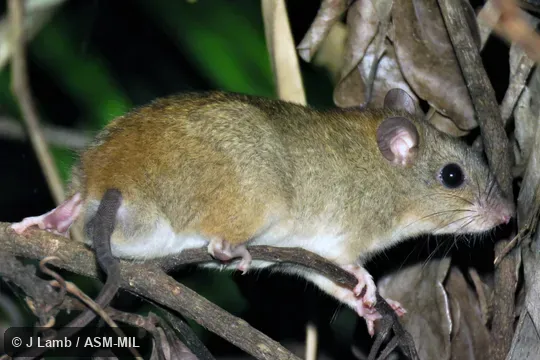 Also as Cape York Melomys.