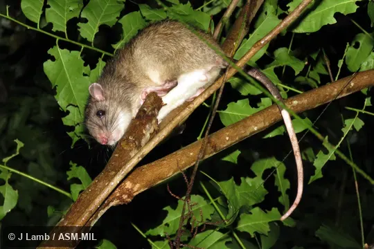 Uromys caudimaculatus caudimaculatus.  Also as Atherton Uromys|Cape York Uromys|Giant Mosaic-tailed Rat|Giant Naked-tailed Rat|Giant White-tailed Rat|Giant White-tailed Uromys|Mottled-tailed Giant Rat|Hinchinbrook Island Uromys.