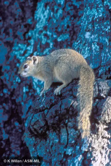 Perched on tree trunk, entire body visible