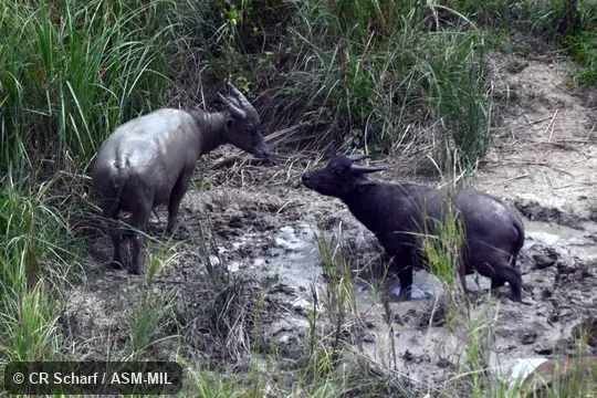 Also as Mindoro Dwarf Buffalo.