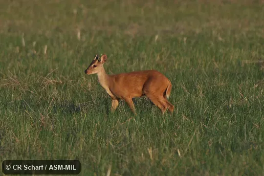 Also as South American Red Brocket|Red Brocket.