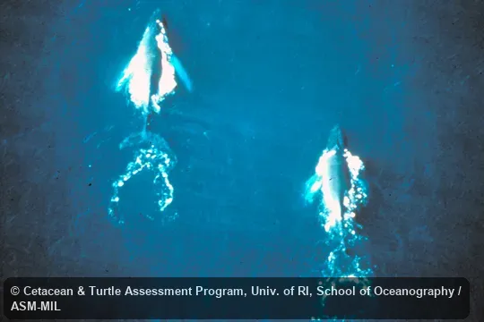 Aerial view.  Formerly in order Cetacea.  Also as Bunch Whale|Hump Whale|Hunchback Whale.