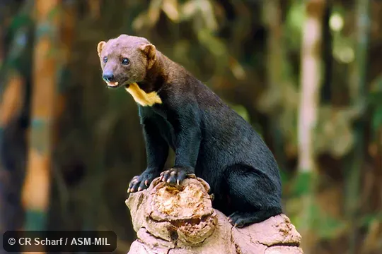 Individual of 1005815