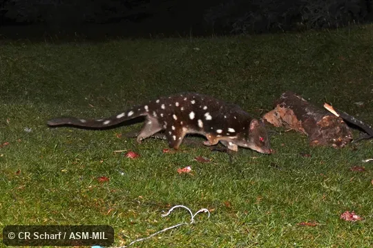 Also as Tiger Cat, Tiger Quoll.