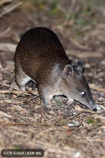 Also as Brown Bandicoot, Southern Short-nosed Bandicoot.
