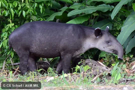 Also as Tapirella bairdii.  Also as Baird's Tapir.