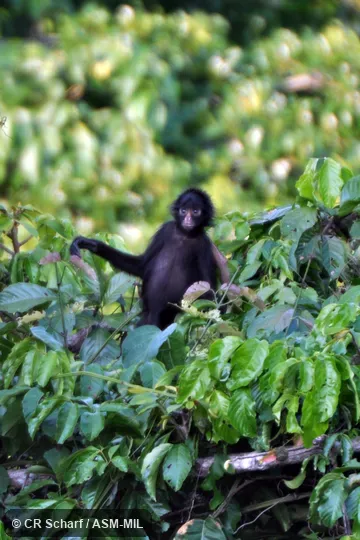 Also as Marimanda Spider Monkey|White-cheeked Spider Monkey|White-faced Spider Monkey|White-fronted Spider Monkey.