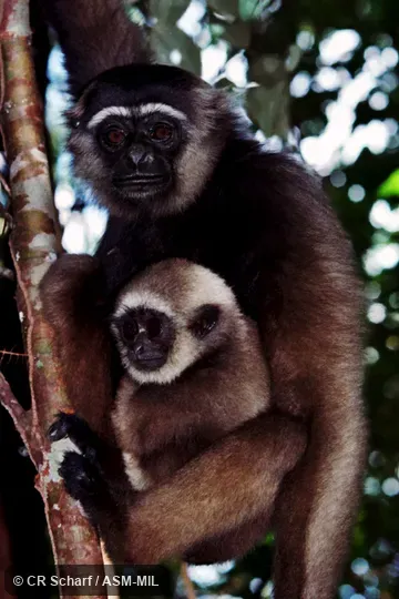Also as Bornean Agile Gibbon|Southern Gibbon.