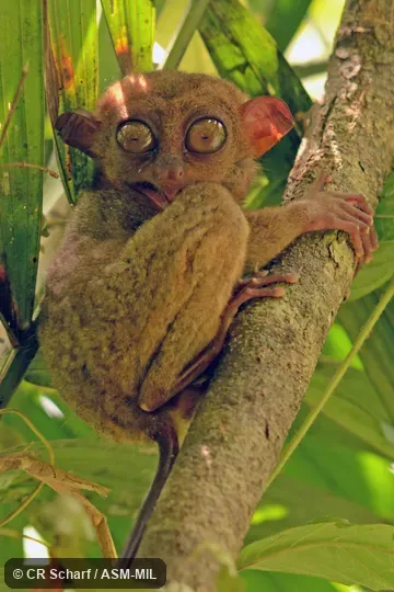 Carlito syrichta fraterculus.  Formerly Tarsius syrichta fraterculus.