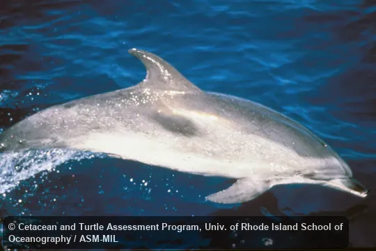 Side view, porpoising.  Formerly in order Cetacea.  Also as Bridled Dolphin|Cuvier's Porpoise|Spotted Porpoise.