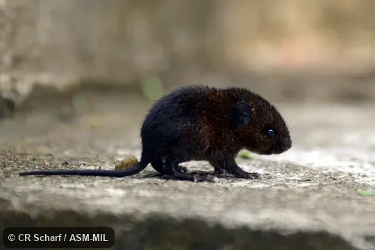Formerly part of Melanomys caliginosus, Dusky Rice Rat.