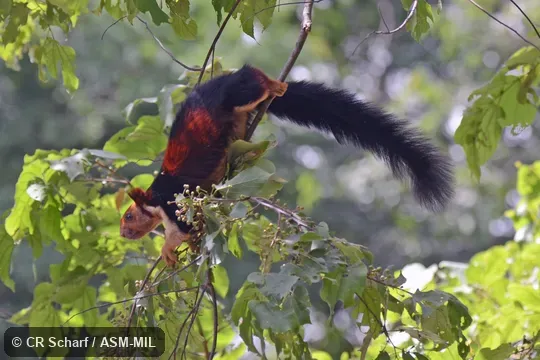 Also as Malabar Giant Squirrel.
