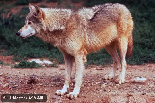 Side view.  Also as Grey Wolf.