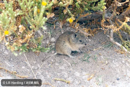 Also as Andean Akodont|Andean Altiplano Mouse|Andean Grass Mouse.